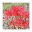 (山野草)ヒガンバナ(リコリスラジアータ 曼珠沙華) 3号(3ポットセット)(休眠状態) 2,150円