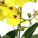 オンシジュームの花言葉と誕生花 花の持つ言葉 オンシジュームの花言葉と誕生花 花の持つ言葉