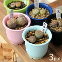 (多肉植物)リトープス(玉型メセン) 品種おまかせ 2号(3鉢)