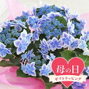 紫陽花 コンペイトウ 送料無料　●母の日ギフト●西洋アジサイ　コンペイトウ　ブルー　5号（1鉢）　同梱不可　5月5日～5月12日にお届け