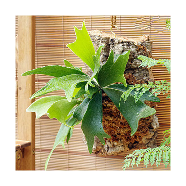 シダ （観葉植物）バージンコルクプランツ　コウモリラン　ビカクシダ　XLサイズ（1個）【HLS_DU】