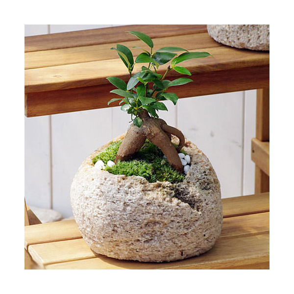 ガジュマル （観葉植物）苔盆栽　ガジュマル　抗火石鉢植え　Mサイズ（1鉢）苔・白石　鉢植え　おしゃれ　室内　プレゼント【HLS_DU】