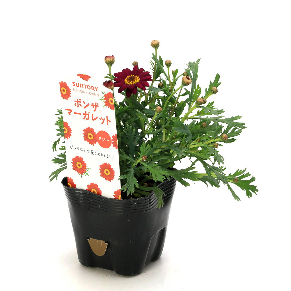 ボンザマーガレットの育て方 つぼみが枯れる 花が小さい時の対処法 Botanica