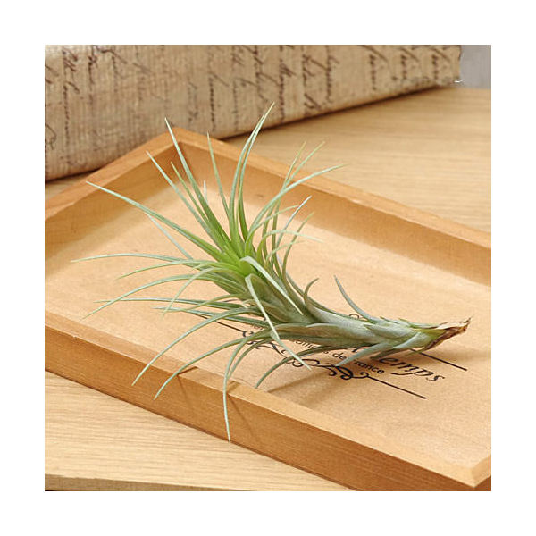（観葉植物）エアープランツ チランジア アラウジェイ Lサイズ（1株）