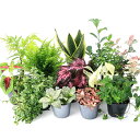 (観葉植物)おまかせ観葉植物 3号(3ポット) インテリアグリーン 室内 植物