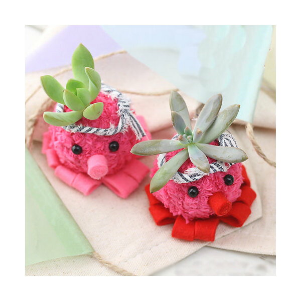 （観葉植物）モスビー君　たこちゃんオクトパス（1個）　北海道冬季発送不可