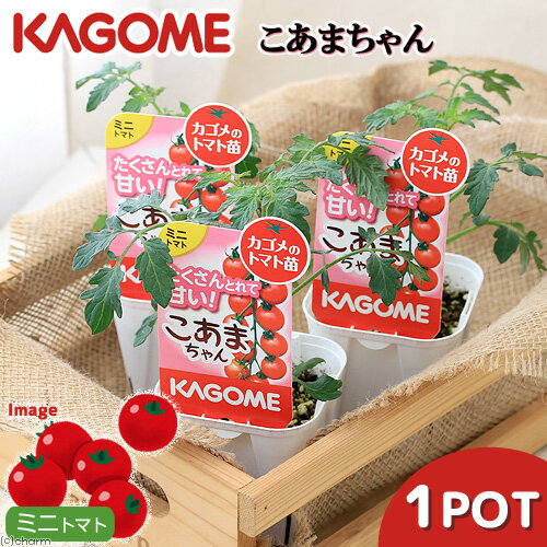 （観葉植物）カゴメ　野菜苗　トマト　こあまちゃん　3号（1ポット）　家庭菜園のサムネイル