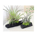 (観葉植物)エアープランツ 熊野備長炭アレンジ 小(1個) おしゃれ 室内 プレゼント
