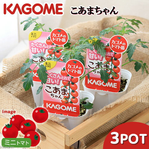 （観葉植物）カゴメ　野菜苗　トマト　こあまちゃん　3号（3ポット）　家庭菜園のサムネイル