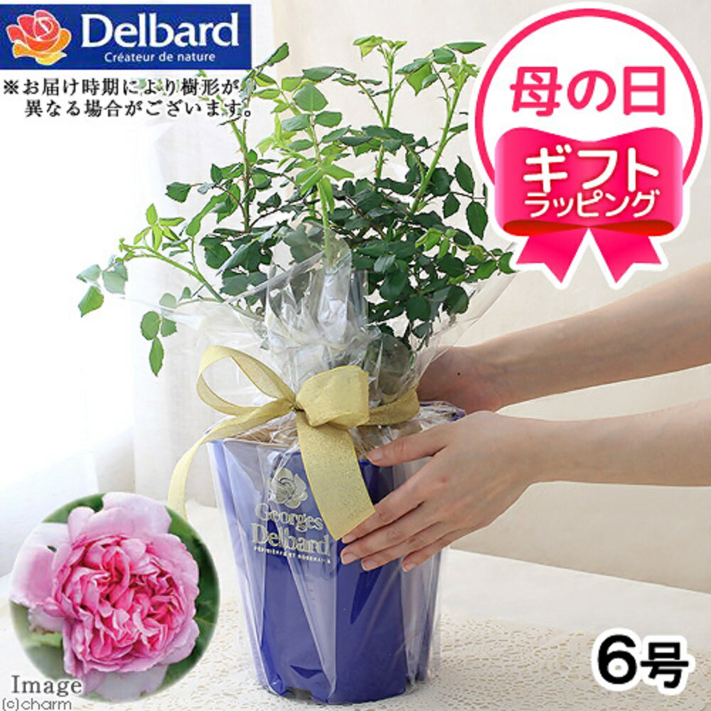 【送料無料】●母の日ギフト●バラ苗　デルバール　ローズ・ポンパドゥール　6号（1鉢）　5／4〜5／14お届け　日時指定不可　同梱不可　沖縄別途送料のサムネイル