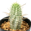 (観葉植物)ユーフォルビア ミルクトロン 白樺麒麟(シラカバキリン) 2.5号(1鉢)