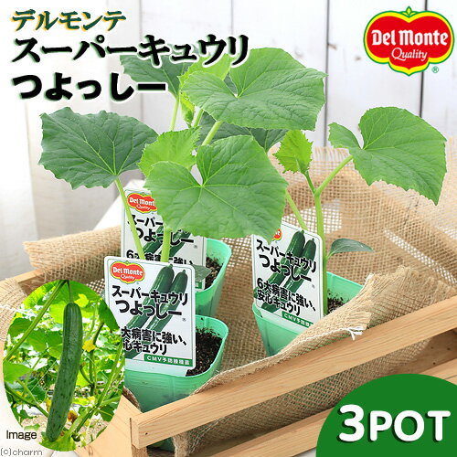 （観葉植物）デルモンテ　野菜苗　キュウリ　スーパーキュウリ　つよっしー　3号（3ポット）　緑のカーテン　家庭菜園