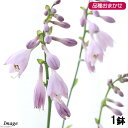 (山野草)ギボウシ(擬宝珠) 品種おまかせ 3〜4号(1ポット)