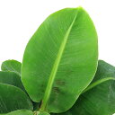 (観葉植物)バナナ 三尺バナナ 6号(1鉢)