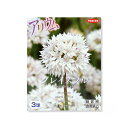 (観葉植物)アリウム球根 グレイスフル 3球詰(1袋)