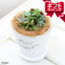 観葉植物（予算3000円以内） （観葉植物）観葉ギフト　多肉6種寄せ植え　フレグランドラウンドポットXS植え（1鉢）　受皿付　ココヤシ　鉢植え　おしゃれ　室内　プレゼント【HLS_DU】