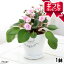 (観葉植物)観葉ギフト セントポーリア(品種おまかせ) 陶器鉢植え フレグランドラウンドポットXS(1鉢) 受け皿付き【HLS_DU】