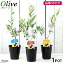 (観葉植物)果樹苗 オリーブの木 品種おまかせ 3.5号(1鉢) 品種名のラベル付き 家庭菜園