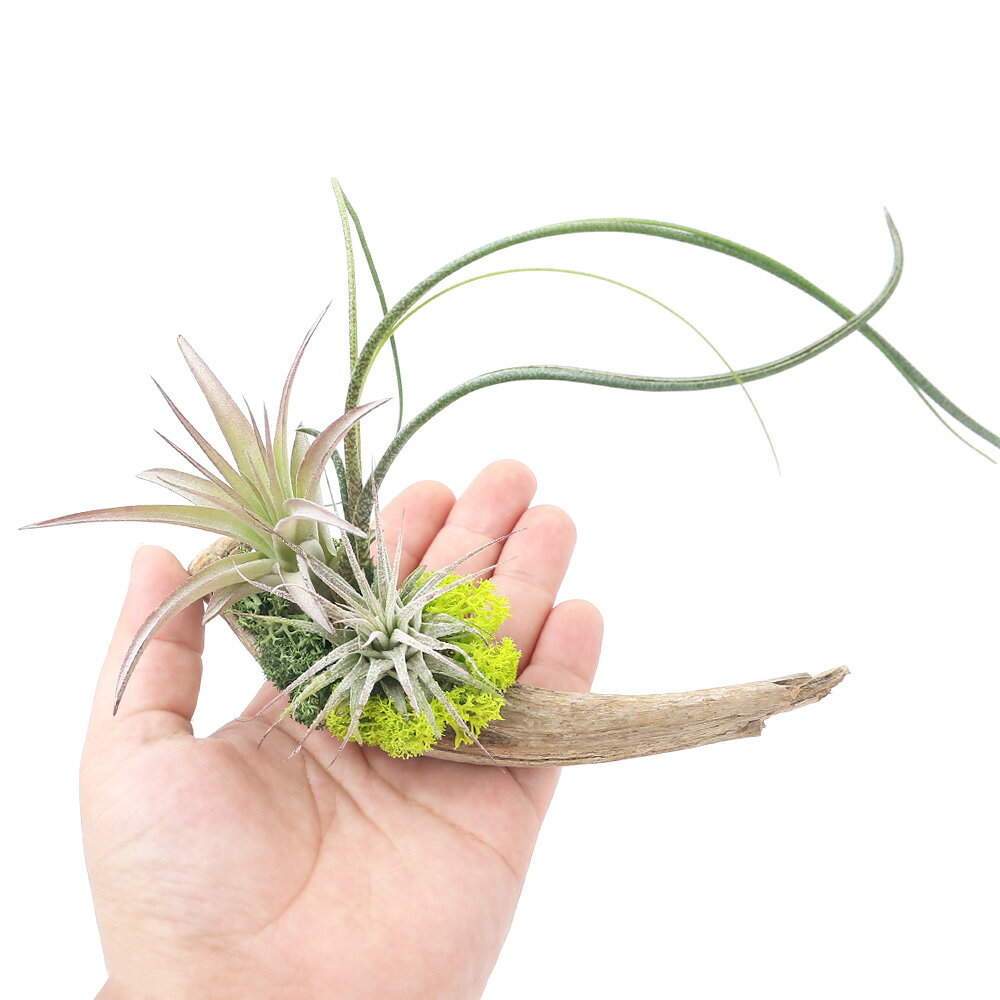 �ʴ��տ�ʪ�˥������ץ��ġ��������ή�ڥ���󥸡�����1�ġˡ�������졡���⡡�ץ쥼���