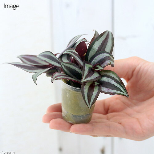 （観葉植物）ミニ観葉　オアシス苗　ゼブリナ　ペンデュラ（1苗）