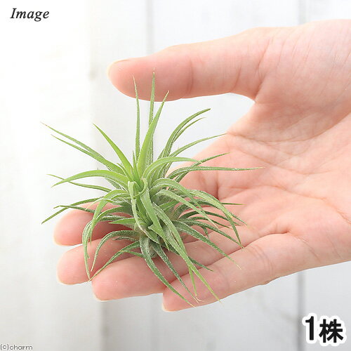 （観葉植物）エアープランツ チランジア イオナンタ セレクタ（1株）