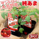 (観葉植物)サントリー 野菜苗 トマト 純あま 3号(3ポット) 家庭菜園