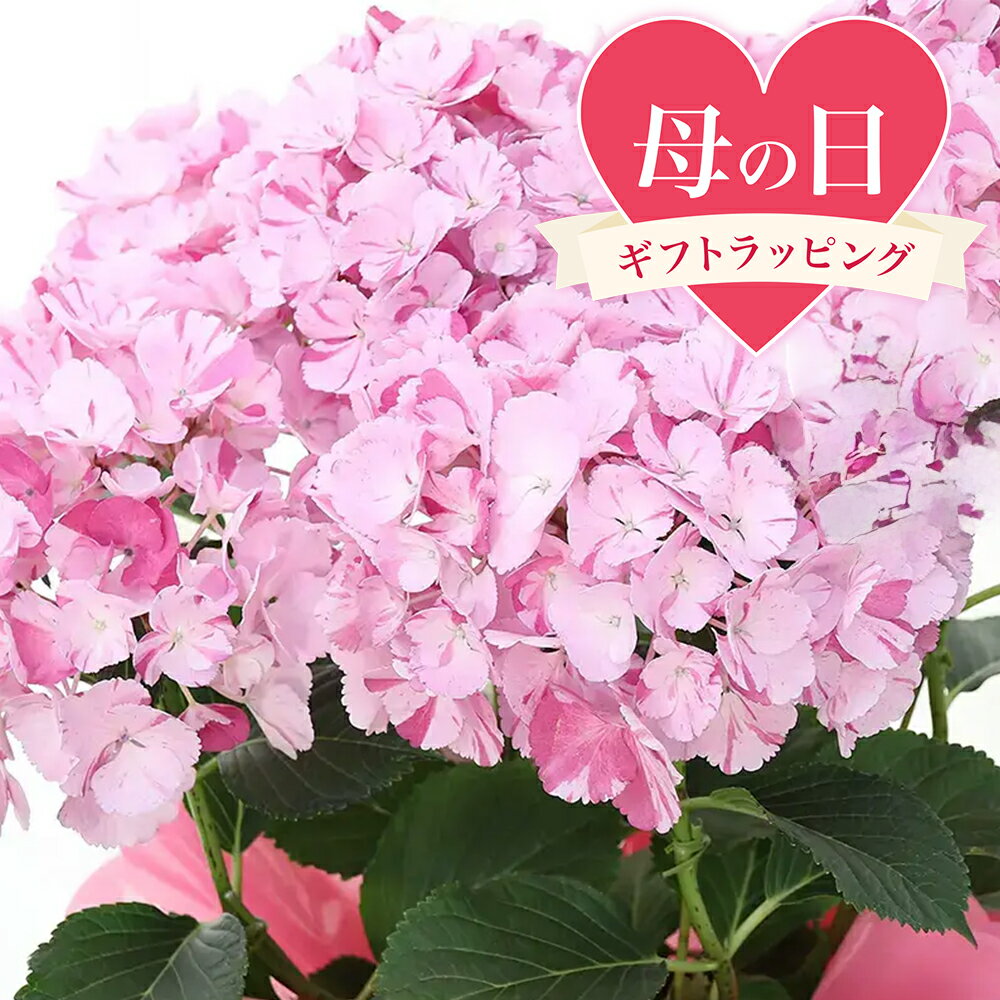 送料無料　●母の日ギフト●西洋アジサイ　舞姫（マリ咲き）　5号（1鉢）　同梱不可　5月5日～5月12日にお届けのサムネイル