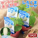 (観葉植物)サントリー 野菜苗 ゴーヤ しろくまゴーヤ 3号(1ポット) 家庭菜園