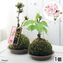 (盆栽)苔玉 サクラ(桜)(1個) 観葉植物 コケ玉
