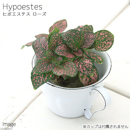 （観葉植物）ミニ観葉 オアシス苗 ヒポエステス ローズ（1苗）