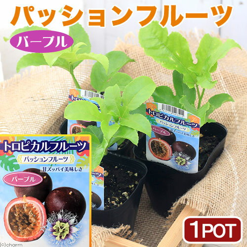 （観葉植物）緑のカーテン 野菜苗 沖縄 パッションフルーツ パープル 3．5号（1ポット） 家庭菜園【HLS_DU】