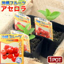 (観葉植物)果樹苗 沖縄 アセロラ 3.5号(1ポット) 家庭菜園 果物 フルーツ