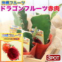 (観葉植物)果樹苗 ドラゴンフルーツ 赤肉 3.5号(3ポット) 家庭菜園 沖縄 果物 フルーツ