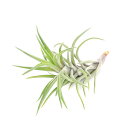(観葉植物)エアープランツ チランジア ネグレクタ(1株)