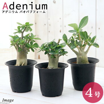 (観葉植物)アデニウム バオバブフォーム コーデックス 4号(1鉢) 沖縄別途送料