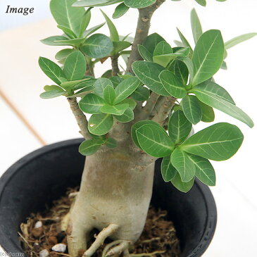 (観葉植物)アデニウム バオバブフォーム コーデックス 4号(1鉢) 沖縄別途送料