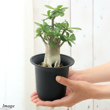 (観葉植物)アデニウム バオバブフォーム コーデックス 4号(1鉢) 沖縄別途送料