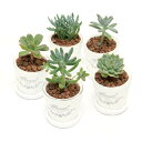 (観葉植物)多肉植物 品種おまかせ フレグランドラウンドポットXXS植え(1鉢) 受皿付 赤玉土 多肉植物 おしゃれ プレゼント