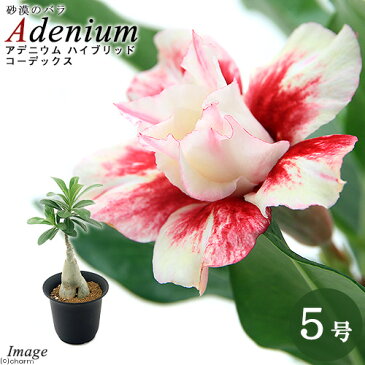 (観葉植物)アデニウム sp. ハイブリッド コーデックス 5号(1鉢)
