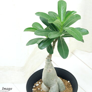 (観葉植物)アデニウム sp. ハイブリッド コーデックス 5号(1鉢)