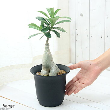 (観葉植物)アデニウム sp. ハイブリッド コーデックス 5号(1鉢)