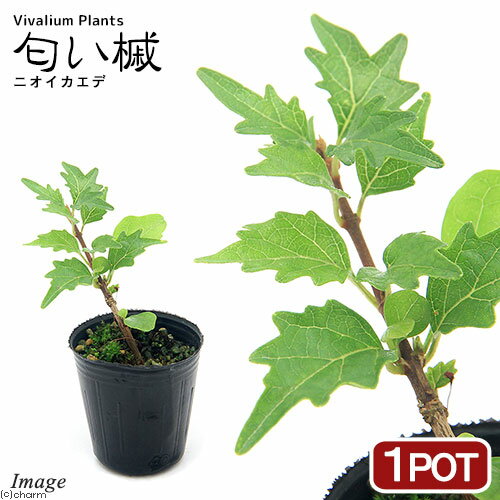 （観葉植物）ビバリウムプランツ　ニオイカエデ（匂い楓）　3cmポット（1ポット）