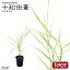 (観葉植物)ビバリウムプランツ トワダアシ(十和田葦) 3cmポット入り(1ポット)