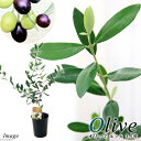 （観葉植物）果樹苗　オリーブの木　ルッカ　3．5号（1鉢）　家庭菜園【HLS_DU】