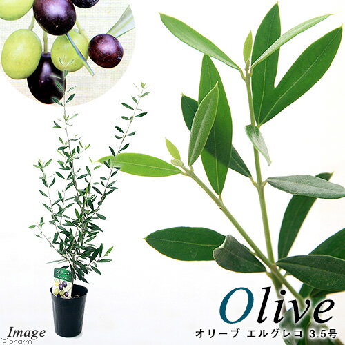 （観葉植物）果樹苗　オリーブの木　エルグレコ　3．5号（1鉢）　家庭菜園【HLS_DU】