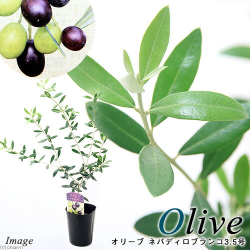 （観葉植物）果樹苗　オリーブの木　ネバディロブランコ　3．5号（1鉢）　家庭菜園【HLS_DU】