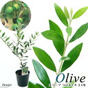 (観葉植物)果樹苗 オリーブの木 コロネイキ 3.5号(1鉢) 家庭菜園