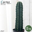 (多肉植物)サボテン セレウス 鬼面角(キメンカク) 1本仕立て 5号(1鉢)柱サボテン