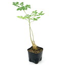 (観葉植物)モリンガ オレイフェラ わさびの木 苗木 3〜3.5号(1鉢)