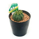 (観葉植物)ユーフォルビア カメレオンヘルメット 3号(1鉢...